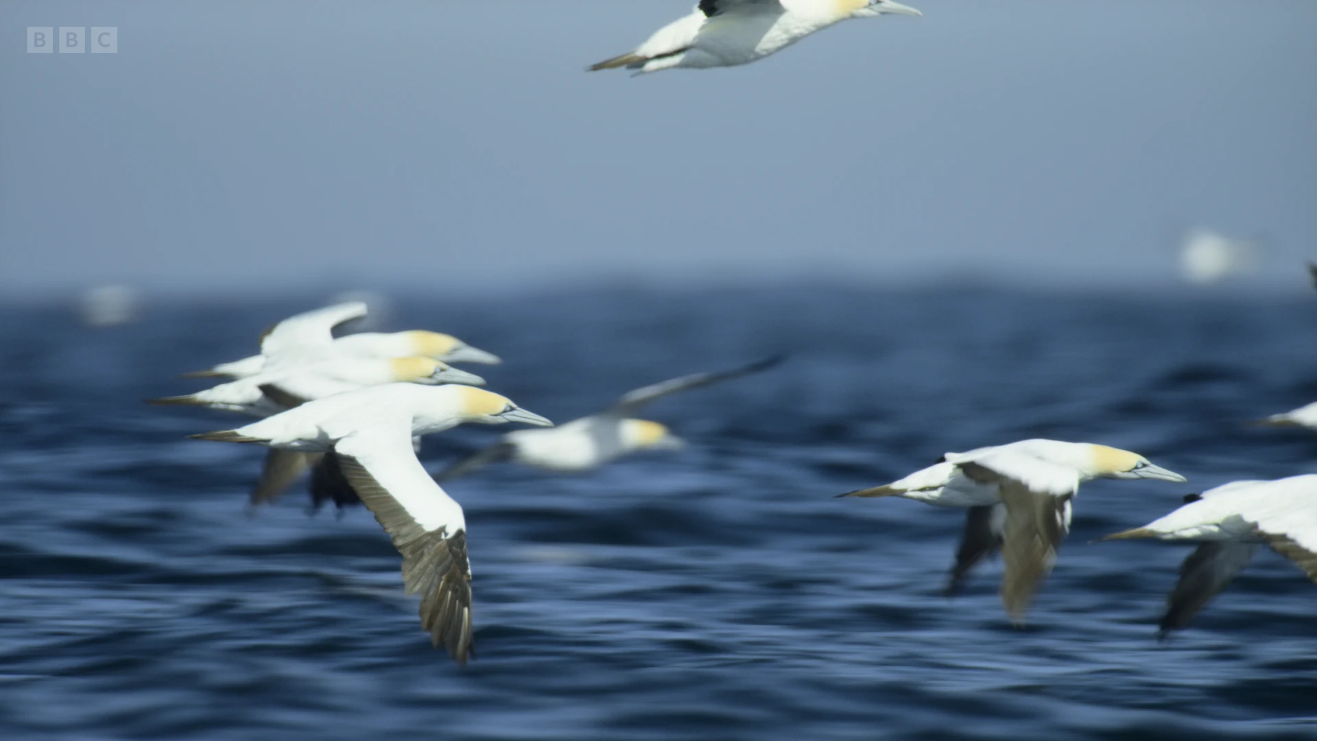 Cape gannet (Morus capensis) as shown in A Perfect Planet - Oceans